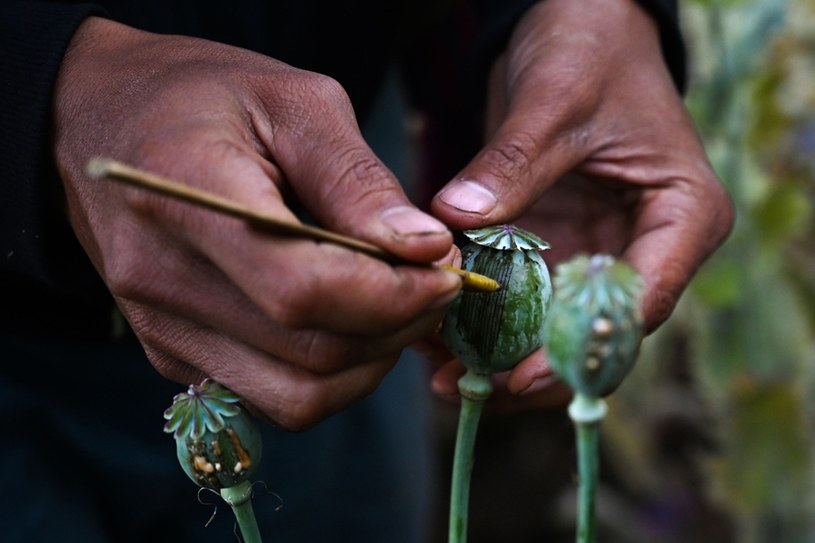 Pozyskiwanie opium z maku - tę umiejętność posiedli już starożytni /East News