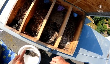 Pożyteczne ptaki. Jerzyki odleciały już do Afryki