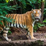 "Praca marzeń" dla opiekuna drapieżnych w zoo we Wrocławiu. Czy to niebezpieczne?