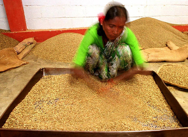 Praca na plantacji kawy w Kodagu &nbsp; /AFP