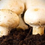 Praca przy zbiorach pieczarek