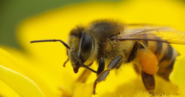 Praca pszczół w Polsce warta jest ponad 4 mld zł /&copy;123RF/PICSEL