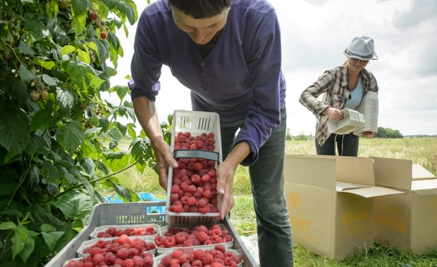 Praca sezonowa w Holandii: Jak nie dać się oszukać?