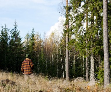 Praca w szwedzkich lasach
