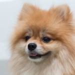 Praca: Z czworonogiem do biura? Coraz częściej to możliwe