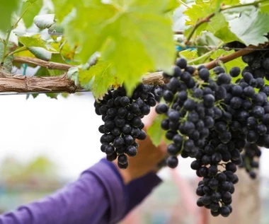 Praca za granicą: Nawet 250 tys. Polaków wyjedzie w tym roku na prace tymczasowe