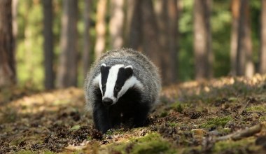 Pracownice sklepu znalazły rannego borsuka. Historia miała tragiczny finał