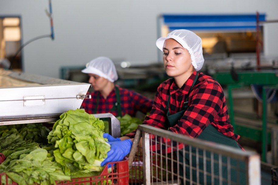 Pracownice zakładu przetwórstwa warzyw. /Shutterstock