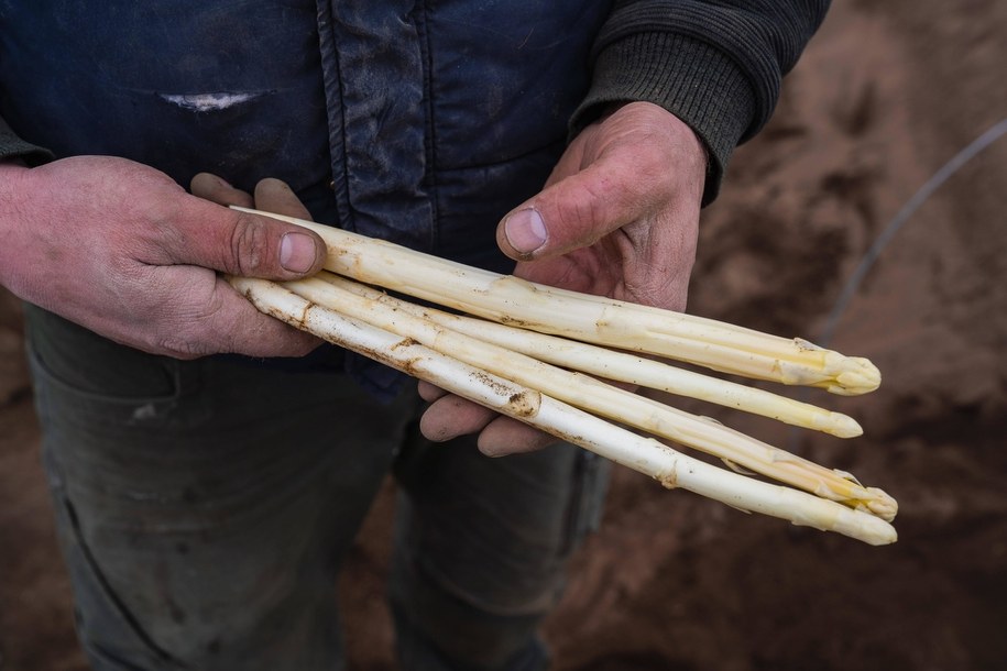 Obóz pracy w Holandii. Rumunii byli bici i wystraszeni