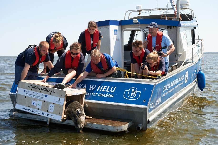 Pracownicy fokarium Stacji Morskiej Instytutu Oceanografii Uniwersytetu Gdańskiego wypuszczają 13 bm. do Bałtyku jedną z trzech fok szarych, rehabilitowanych w helskim fokarium /Adam Warżawa /PAP