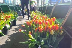 Pracownicy MPK rozdawali kwiaty pasażerkom