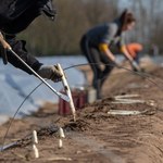 Pracownicy sezonowi. Zbiór szparagów w czasach pandemii