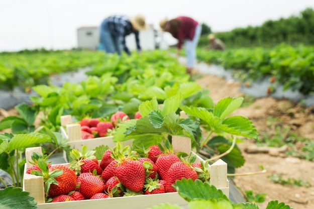 Pracownicy z Azji poszukiwani są m.in. do zbioru owoców i warzyw /Shutterstock