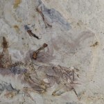 odkrycie naukowców Pradawny ptak zadławił się kamieniami. Nikt nie wie, dlaczego