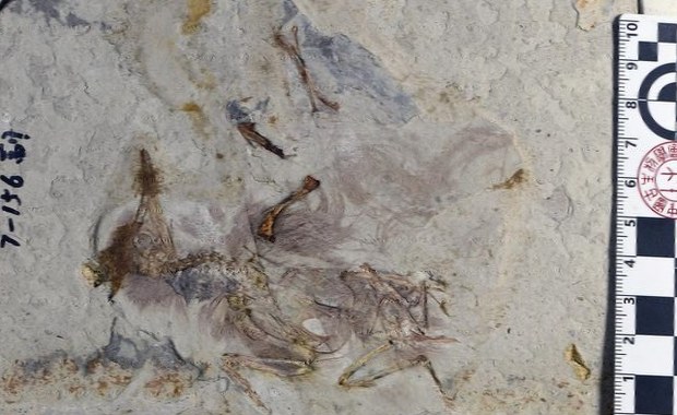 Pradawny ptak zadławił się kamieniami. Nikt nie wie, dlaczego