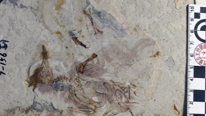 Pradawny ptak zadławił się kamieniami. Nikt nie wie, dlaczego