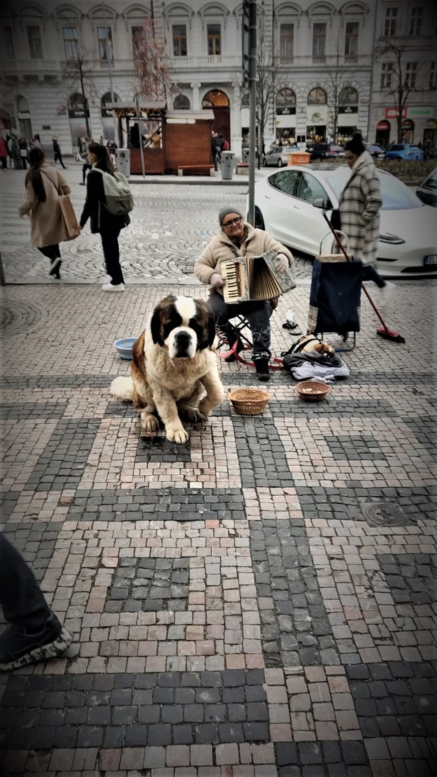 Praga. Człowiek wędruje po mieście i nagle zaczyna myśleć, czego w tym czasie docieka pies ... /Bogdan Zalewski /RMF24