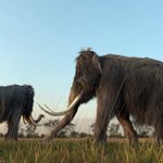 Praludzie jedli zwierzęta słoniowate. W menu mamut południowy