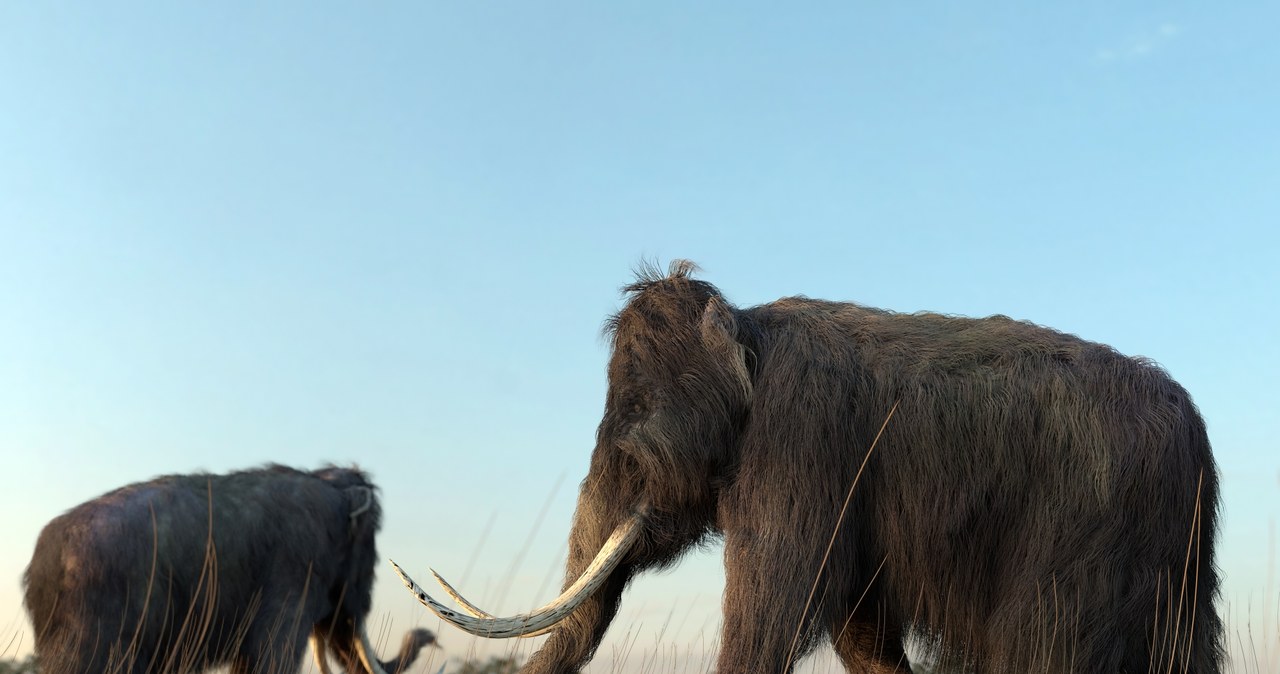Praludzie jedli zwierzęta słoniowate. W menu mamut południowy. /123RF/PICSEL