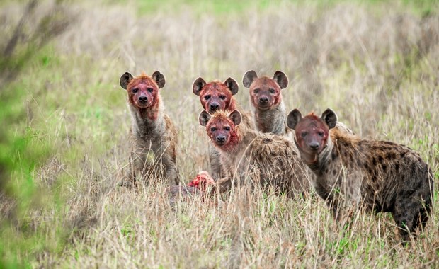 Praludzie mogli wygrać z hienami walkę o padlinę