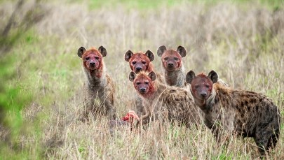 Praludzie mogli wygrać z hienami walkę o padlinę