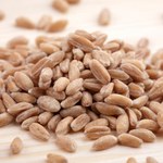 Prastare zboże wraca do łask. Ma dużo witamin i naturalny probiotyk, który występuje w mleku matki 