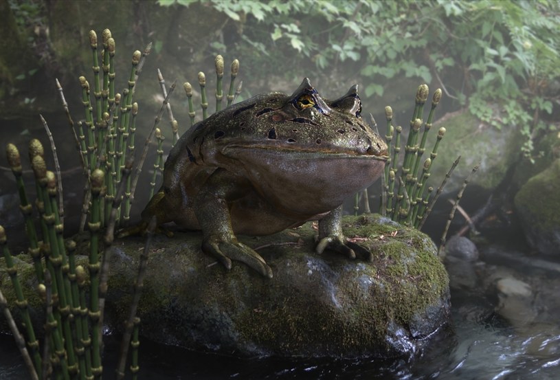 Prawdopodobny wygląd Beezlebufo stworzony na podstawie znalezionych szczątków /MASATO HATTORI/Science Photo Library/East News /East News