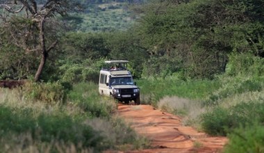 Prawdziwe safari 40 km od polskiej granicy. Lwy i żyrafy na wyciągnięcie ręki