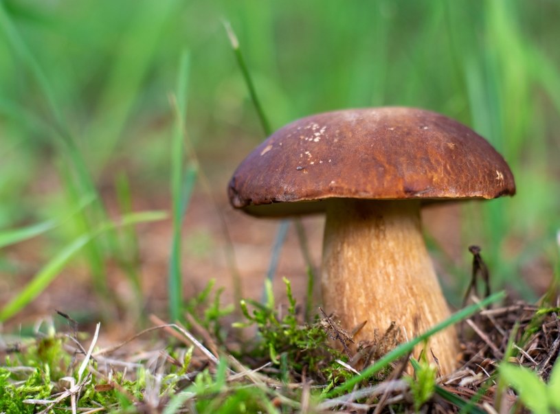 Prawdziwki najczęściej rosną w ladach iglastych i mieszanych, pod świerkami oraz sosnami /123RF/PICSEL