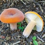 Prawdziwy rydz czy trujący sobowtór? Jak się nie pomylić?