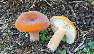 Prawdziwy rydz czy trujący sobowtór? Jak się nie pomylić?