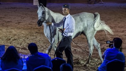 Prawie 1,4 mln euro za konie na aukcji w Janowie Podlaskim