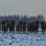 Prawie 1200 żubrów tylko w jednej puszczy. Mamy powody do radości