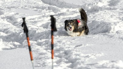Prawie 2000 czworonogów pracuje w służbach. "Psy nas bronią, ratują i bawią"