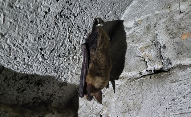 Prawie 40 tys. nietoperzy hibernuje w bunkrach niedaleko Międzyrzecza