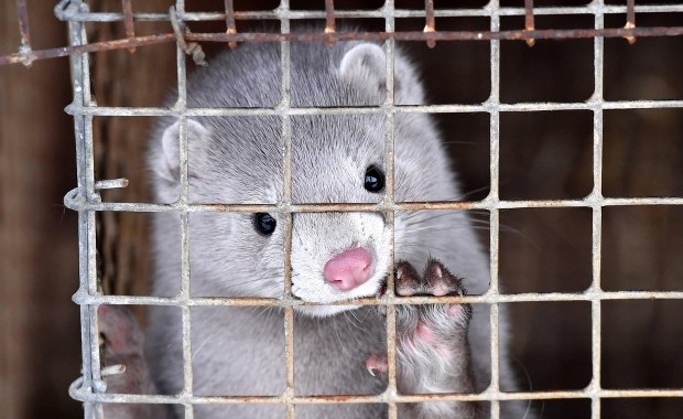 Prawie 6 tys. norek z Pomorza trafi na ubój. U zwierząt wykryto zakażenie koronawirusem