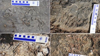 Prawie sto gniazd dinozaurów odkryto w Indiach