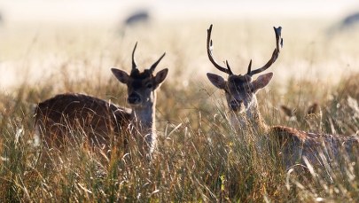Prawie tysiąc dzików i kilkaset jeleni do odstrzału. "Takich rzeczy nie powinno się robić"