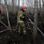 Prawie wszystkie pożary lasów i traw spowodowane podpaleniami lub nieostrożnością