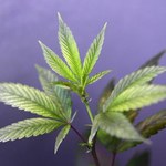 Prawo.pl: Liść marihuany nie może być znakiem towarowym