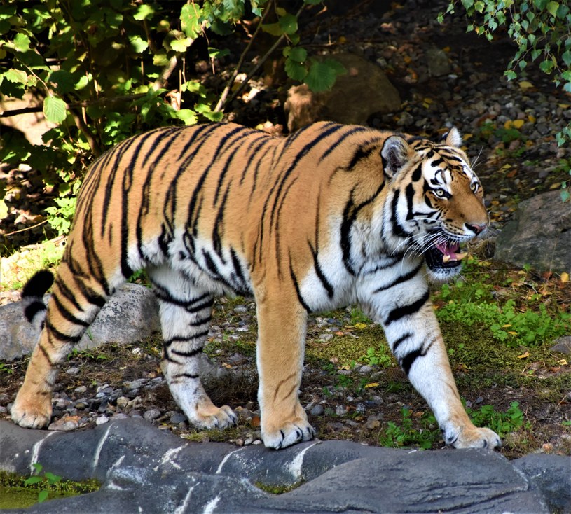 Pręgi u każdego tygrysa układają się w inny sposób. Dzięki temu można rozróżnić między sobą poszczególne osobniki. To także jedyne koty, których futro jest wyłącznie pręgowane (inne gatunki mają np. także cętki) /Unsplash
