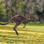 Prehistoryczne kangury nie skakały? Zbadano kości ich przodków