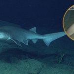 seattle Prehistoryczny rekin z czasów dinozaurów pojawił się przy brzegu