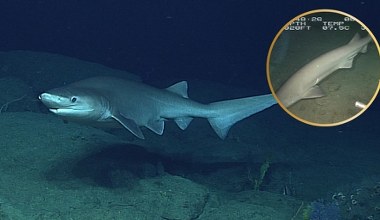 Prehistoryczny rekin z czasów dinozaurów pojawił się przy brzegu