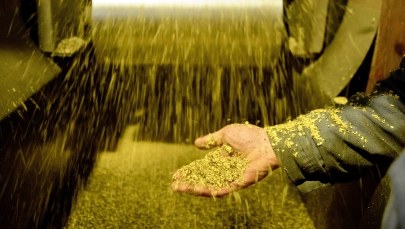 Premier żąda wyjaśnień od ministra ws. znikającego oleju rzepakowego