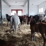 Prezes stadniny w Michałowie: Każdego dnia uczę się koni