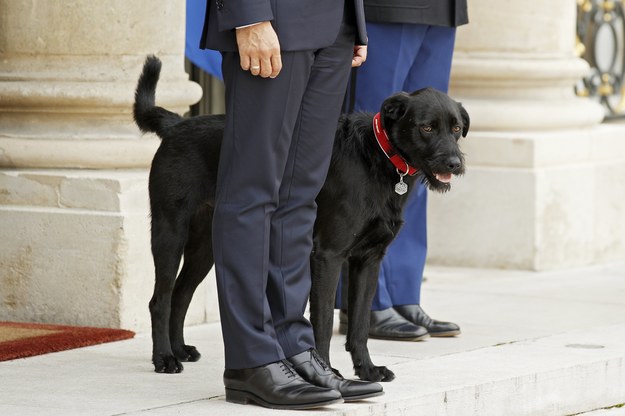 Prezydent Francji Emmanuel Macron przygarnął w weekend psa o imieniu Nemo /YOAN VALAT  /PAP/EPA