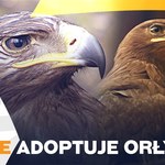 PRIDE adoptuje parę orłów z gdańskiego ZOO