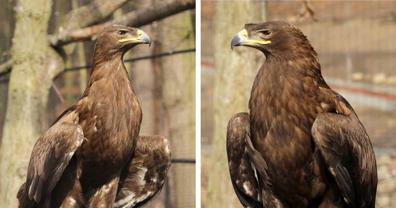 PRIDE adoptuje parę orłów z gdańskiego ZOO /materiały prasowe