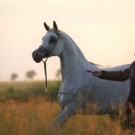 Pride of Poland 2025 – ujawniamy oficjalną listę koni